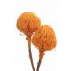 BANKSIA BAXTERII (no leaves) Autumn 12"-18" - OUT OF STOCK